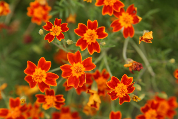 Marigold in Southtown