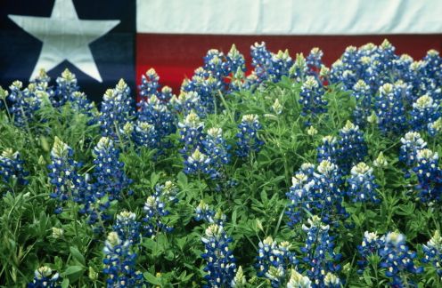 The Blue Bonnet in Southtown
