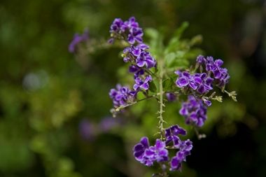 Organic Flower