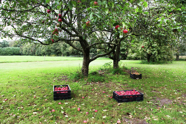 GardenSummer