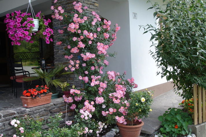 GardenSummer