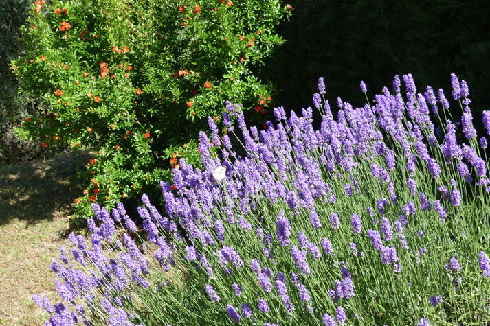 GardenSummer