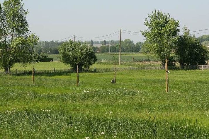 GardenSummer