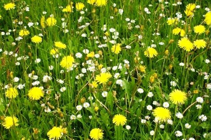 GardenSummer
