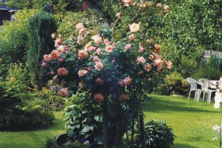 GardenSummer