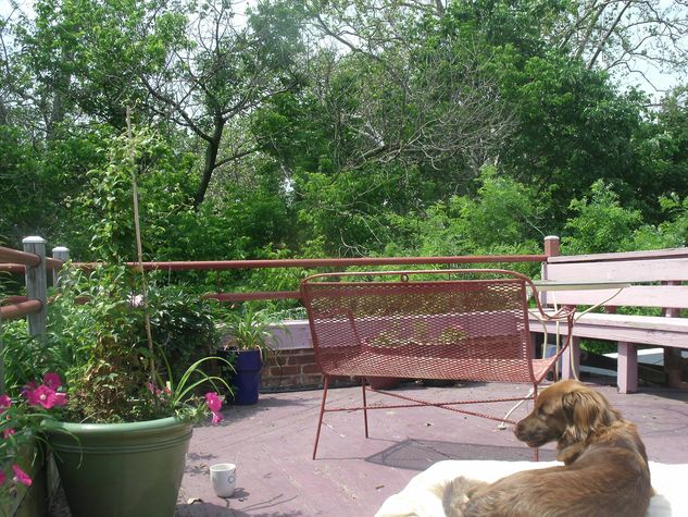 Roof Deck on the park