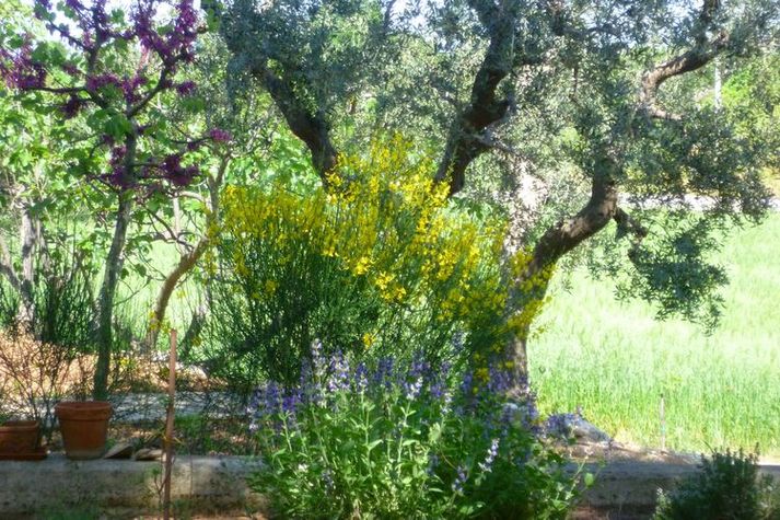 GardenSummer