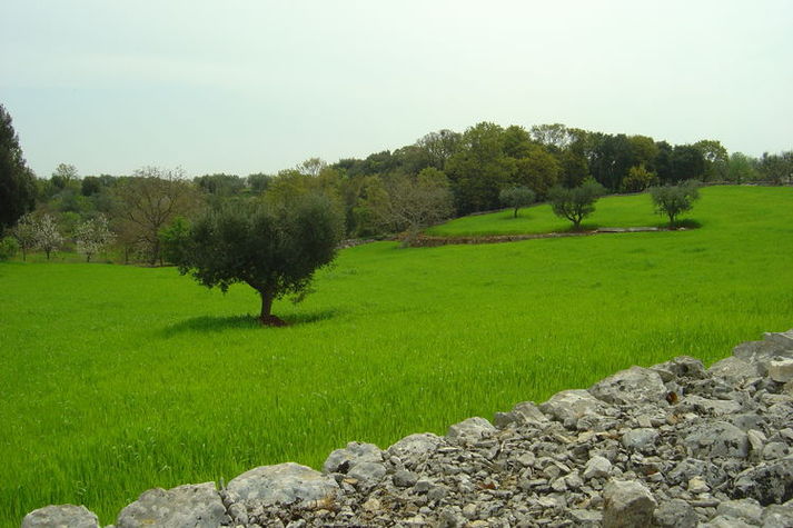 ViewSummer