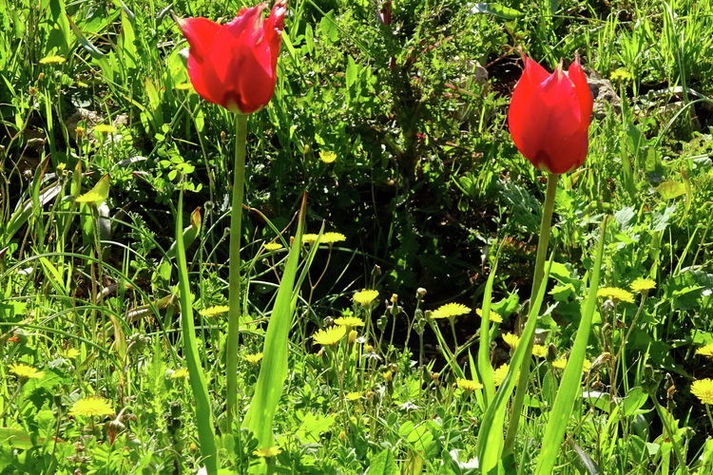 GardenSummer