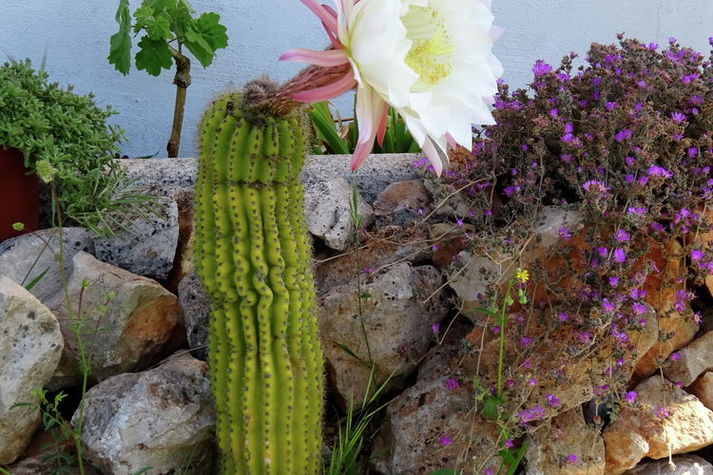 GardenSummer