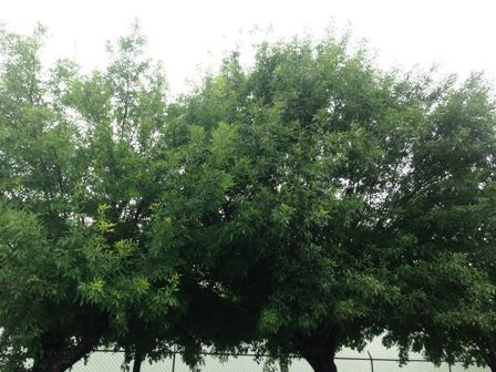Arboles que se aprecian al abrir las ventanas .