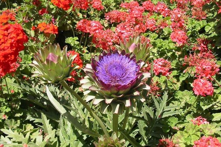 GardenSummer
