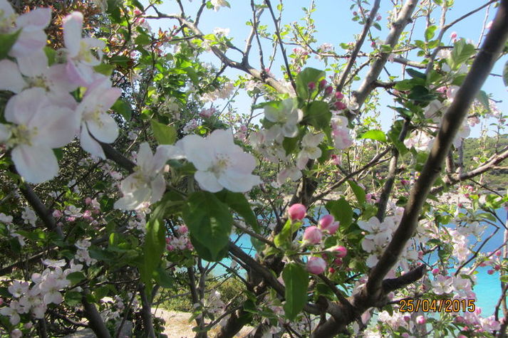 GardenSummer
