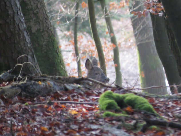 Roe Deer