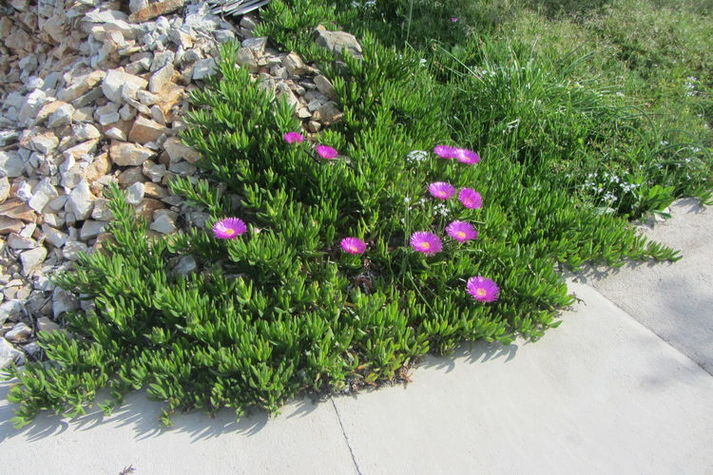 GardenSummer