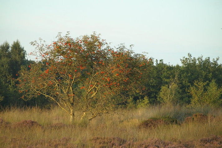AreaWinter1KM