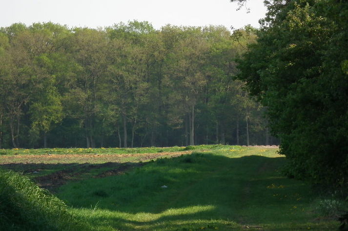 AreaSummer1KM