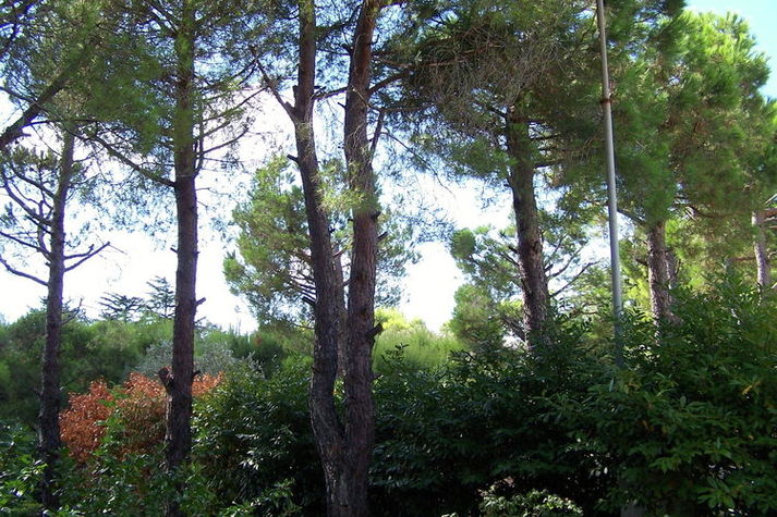 GardenSummer