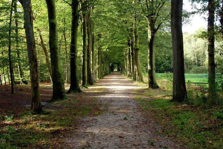 AreaSummer1KM