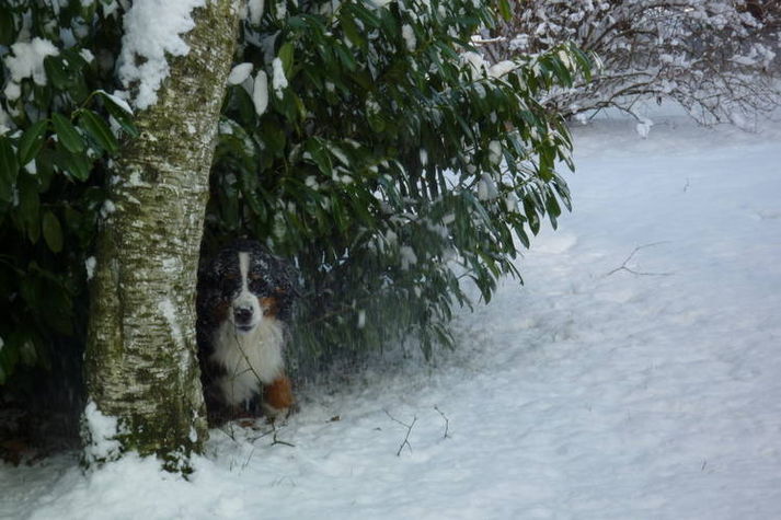 GardenWinter