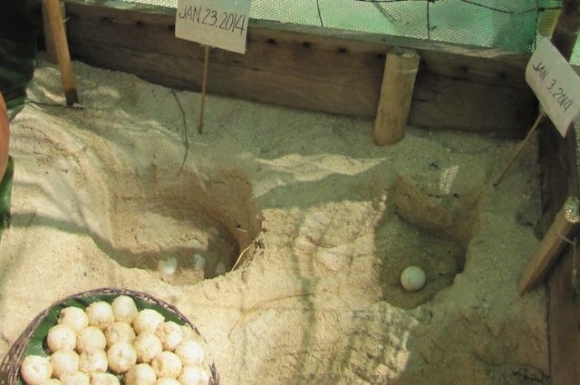 island turtle hatchery