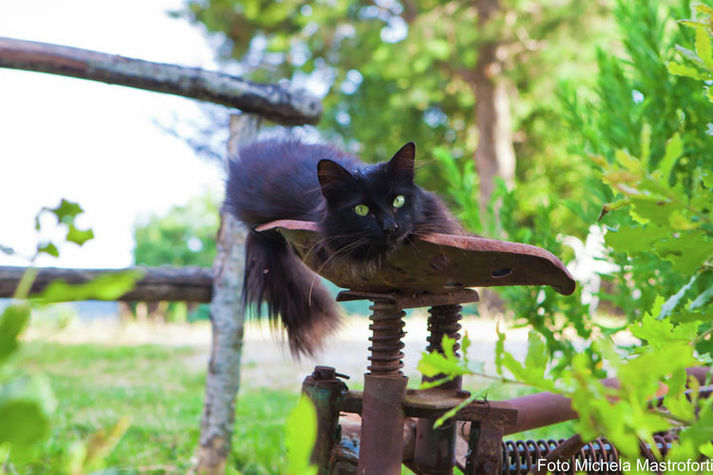 GardenSummer