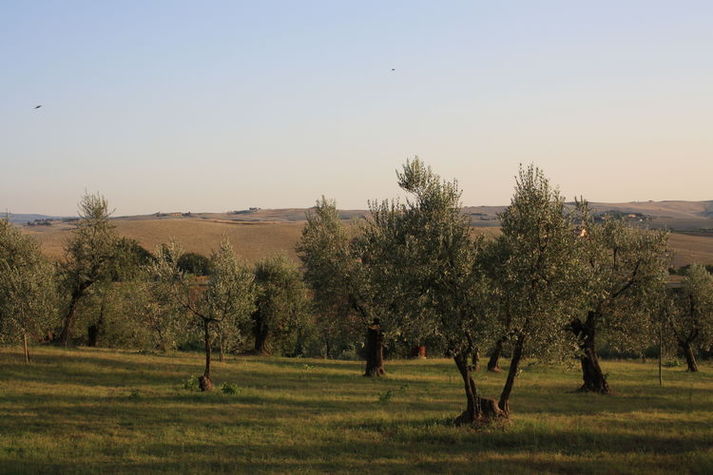 ViewSummer