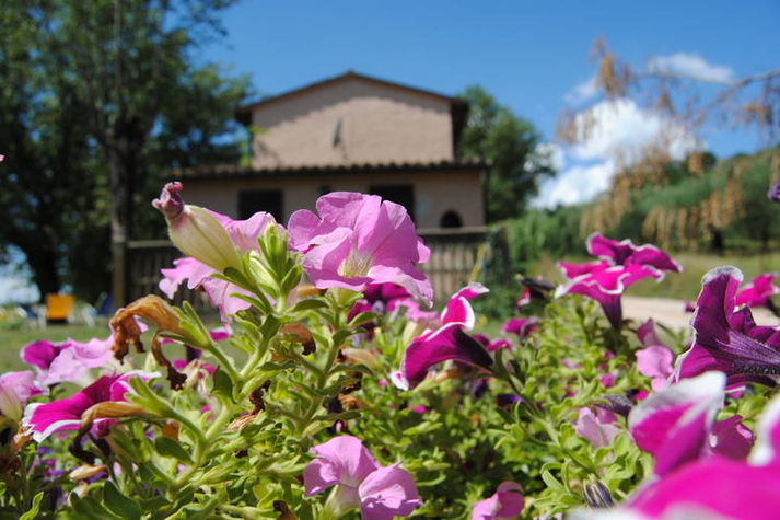 GardenSummer