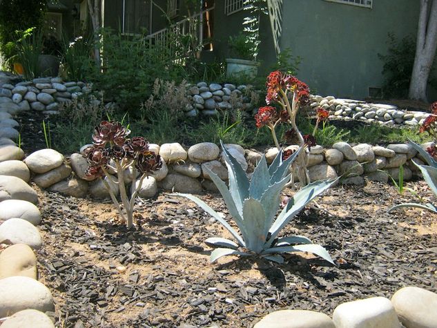 Drought tolerant landscaping