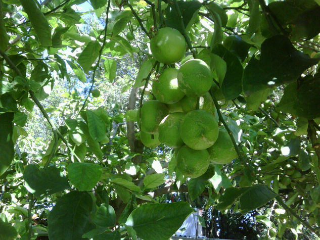 lemon tree in backyard
