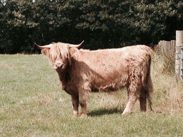 One of our lovely highland cows