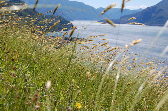 GardenSummer