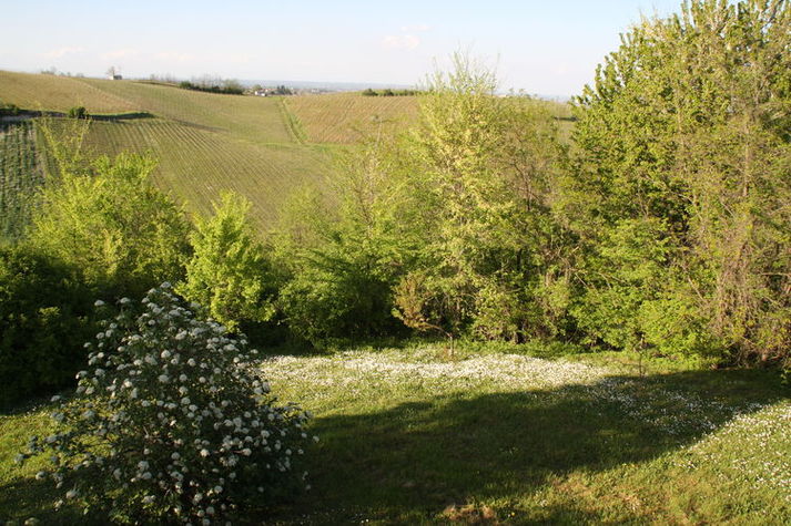 GardenSummer