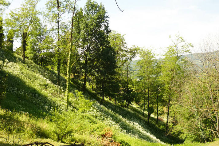 GardenSummer