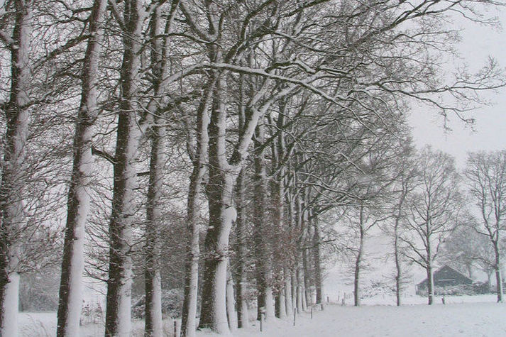 GardenWinter