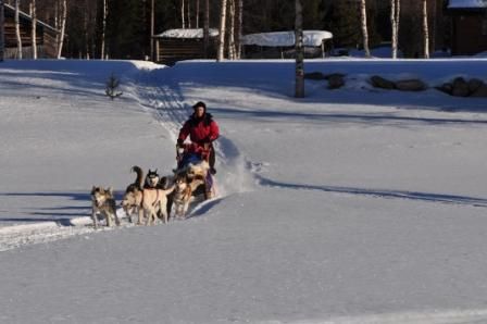 Start mit Schlittenhunden