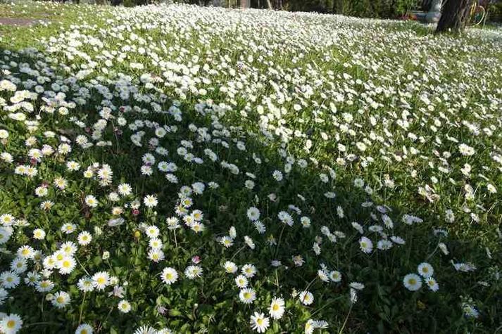 GardenSummer