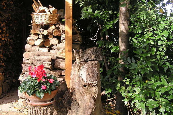 GardenSummer