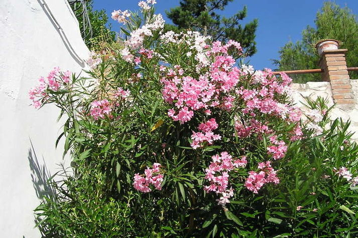 GardenSummer