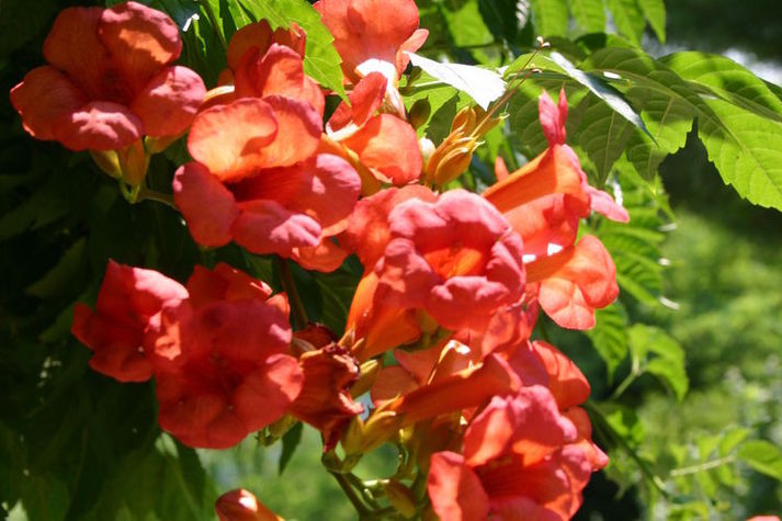 GardenSummer