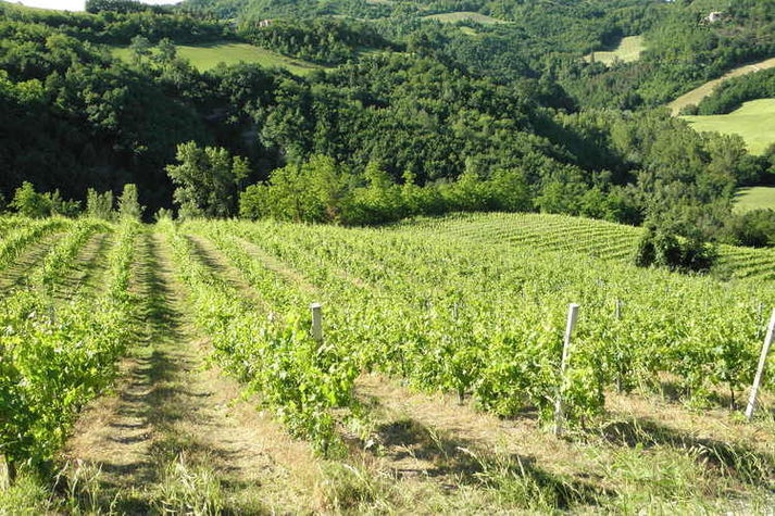 ViewSummer