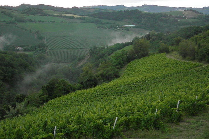 ViewSummer