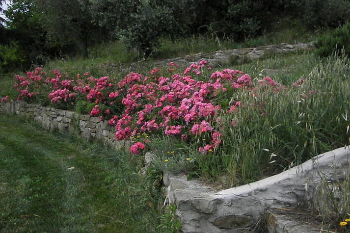 ExteriorSummer