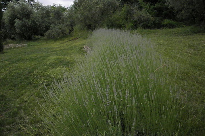 GardenSummer