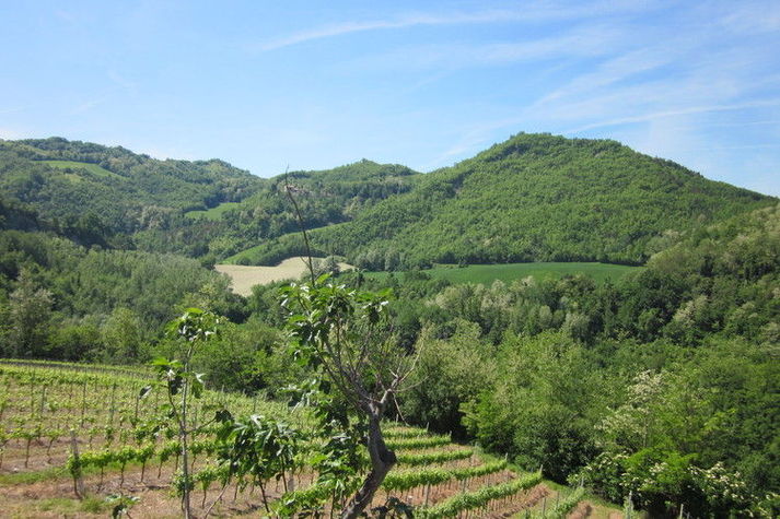 ViewSummer
