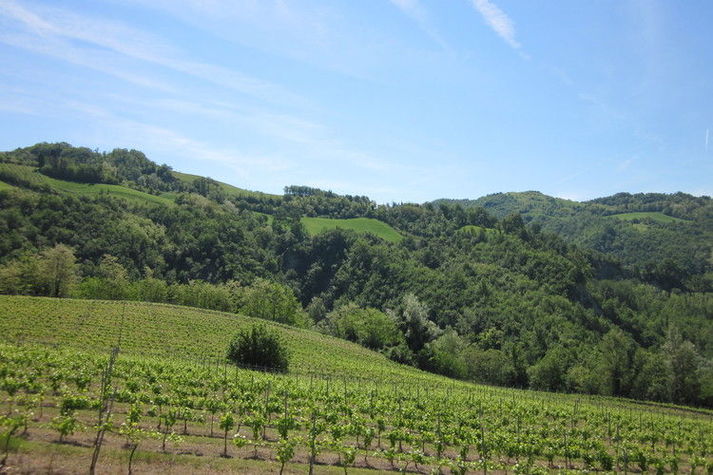 ViewSummer