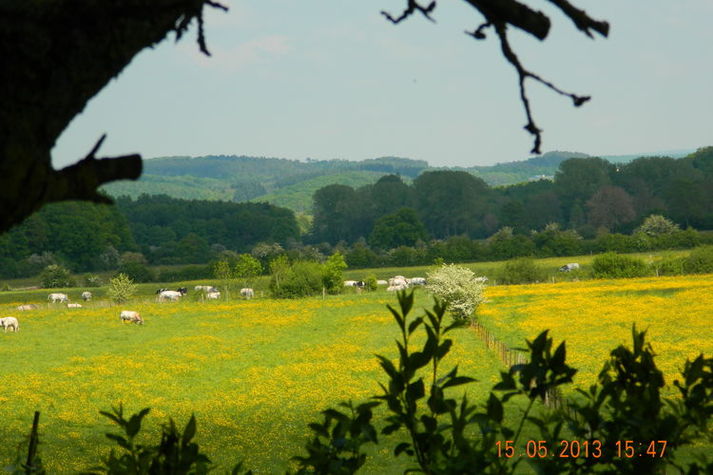 ViewSummer