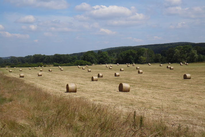 ViewSummer
