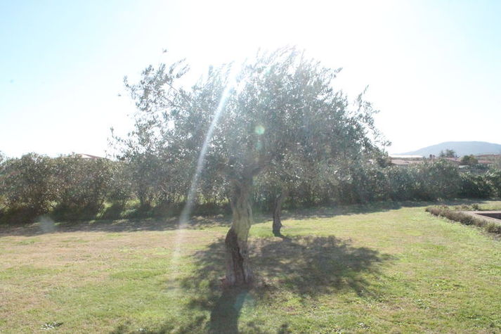 GardenSummer