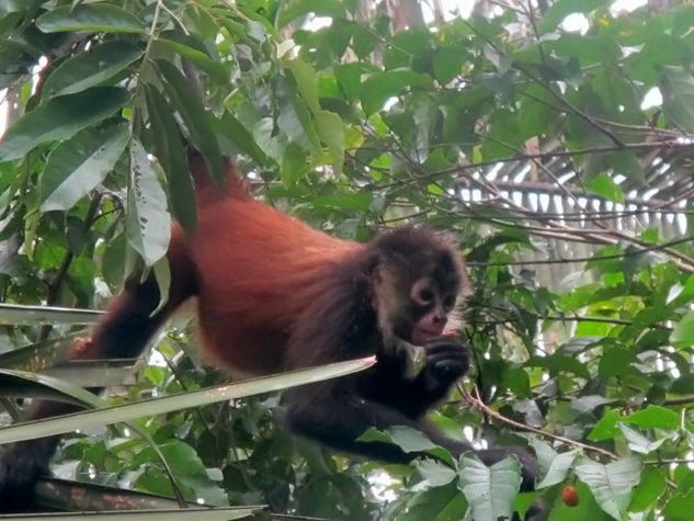 Monkey by Deck